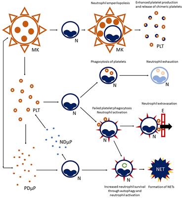 Misunderstandings Between Platelets and Neutrophils Build in Chronic Inflammation